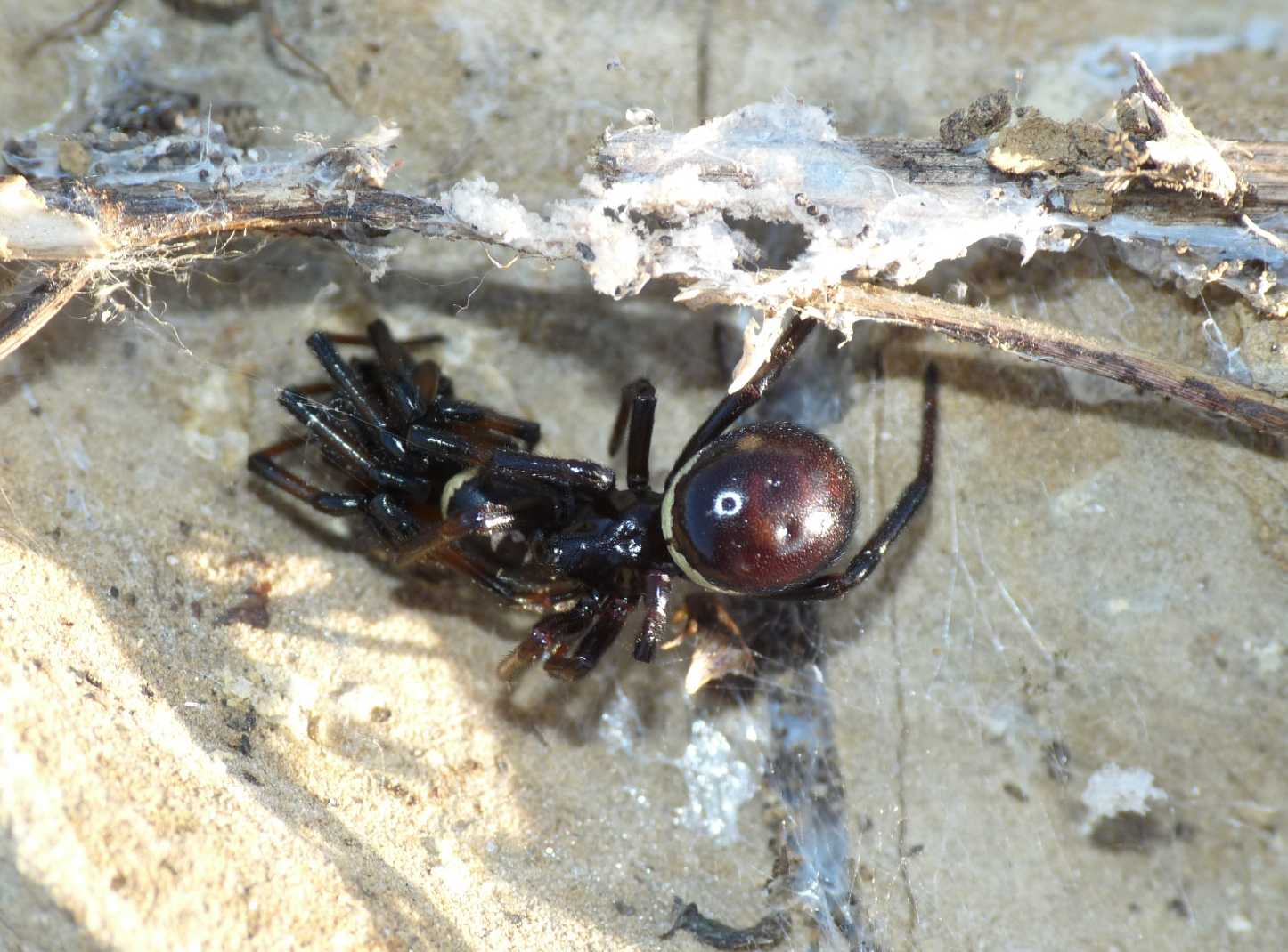 Coppia di Steatoda paykulliana